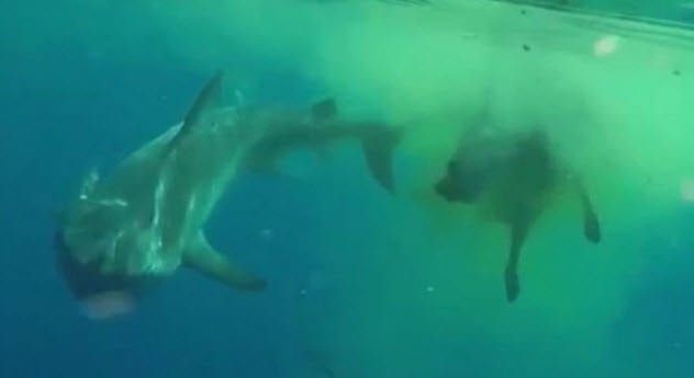 Swallowed By Sharks 7-shark-attacking-zebu-cow