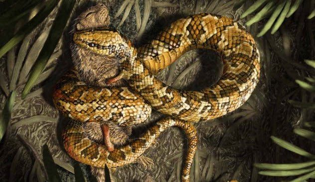 4-tetrapodophis-amplectus