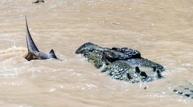6-shark-and-croc