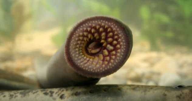 9a-lamprey-108162061