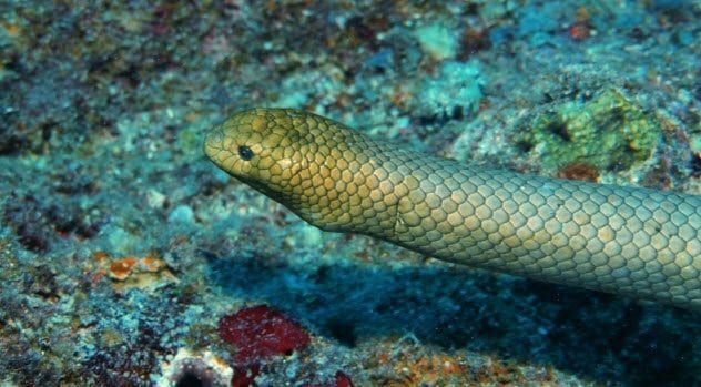 3-olive-headed-sea-snake