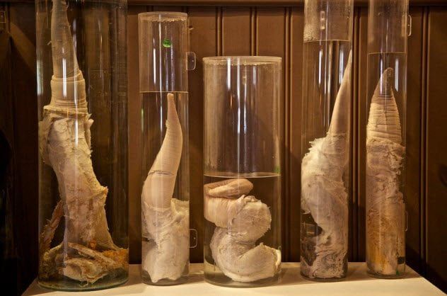 3-phallological-museum