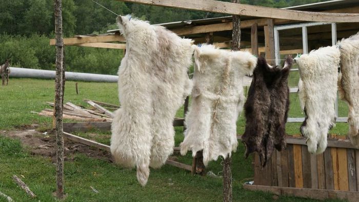 A sheepskin hung out to dry on a clothesline.