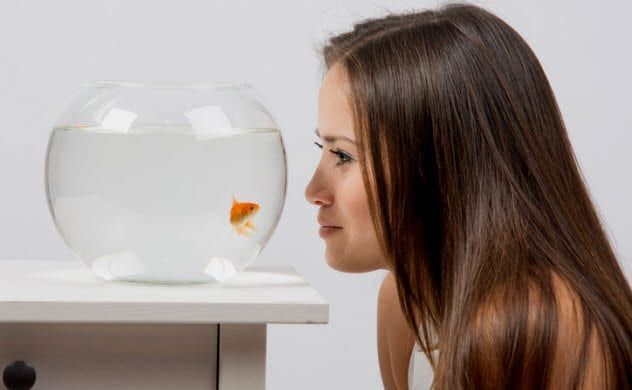 8b-watching-goldfish-497789606