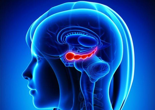 6a-hippocampus-461850387
