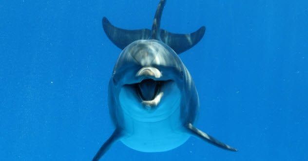 2b-bottlenose-dolphin-529663148