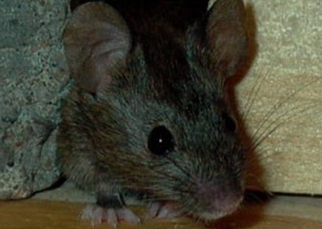 2-german-super-mouse