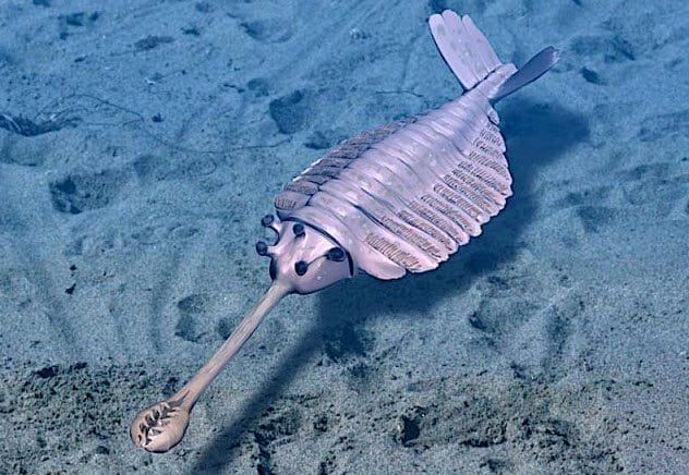 9-opabinia-regalis