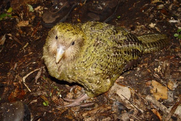 kakapo