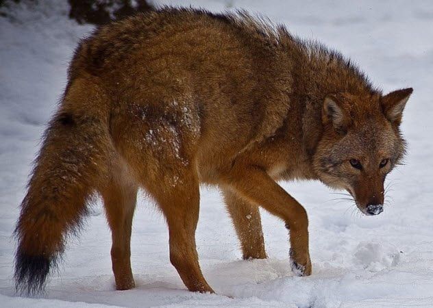 10-coywolf