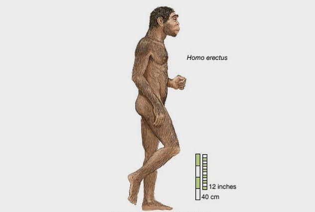 10a-homo-erectus