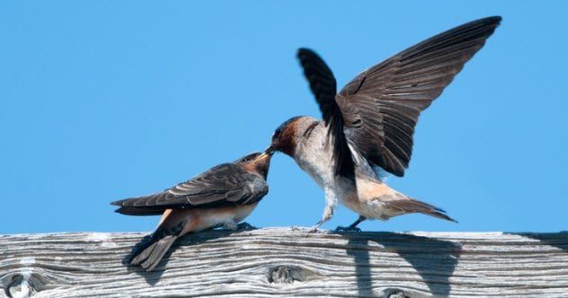 9a-cliff-swallows-185126361