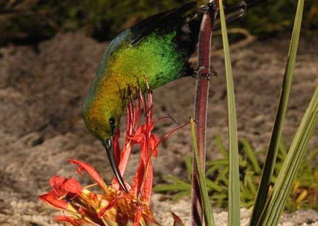 3-african-rats-tail-with-perch