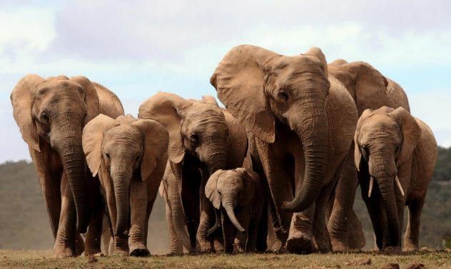 4-tuskless-african-elephants