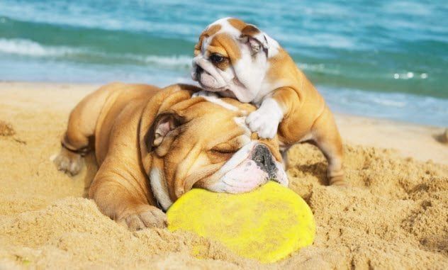 9a-bulldogs-on-beach-155252303