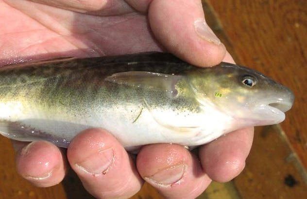 5-atlantic-tomcod