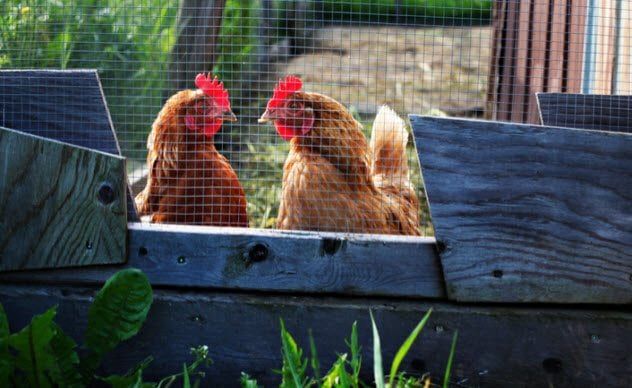 Swallowed By Sharks 5d-chickens-in-coop-92370357