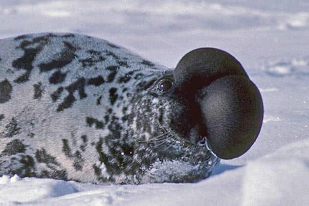 hooded-seal