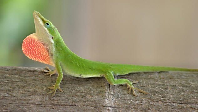 8a-green-anole-140261668
