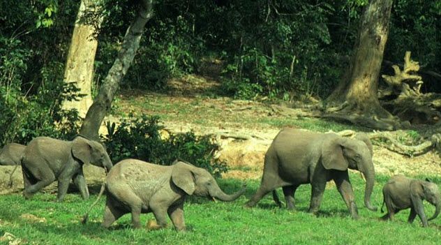4-liberian-forest-elephants
