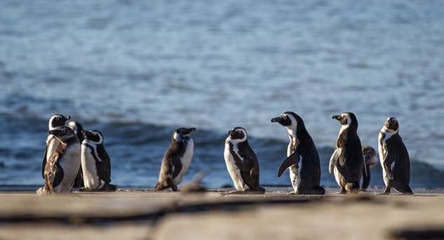 5 - African Penguins