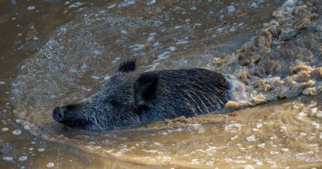 7 - Wild Boar on Kakara Island