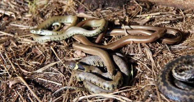 6 - Black Snakes in Ghana