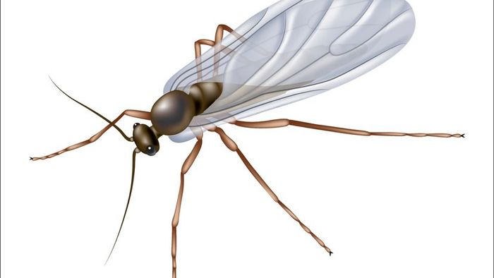 A gnat perched against a white background.