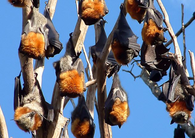 2-grey-headed-flying-foxes