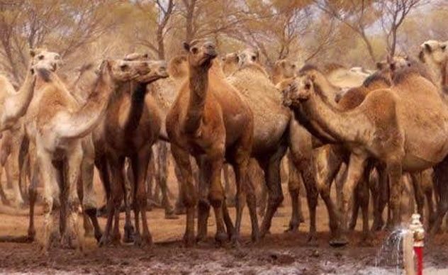 8 - Feral Camels