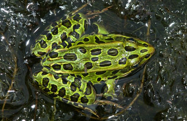 1a-northern-leopard-frog_29025738_SMALL