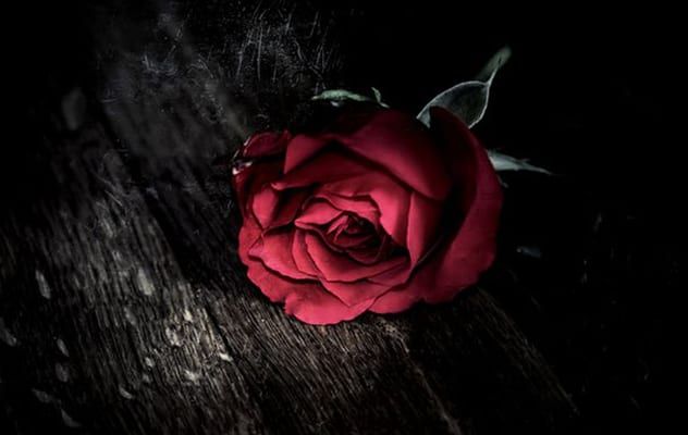 rose