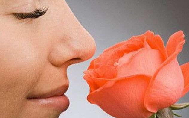 5-human-sense-of-smell