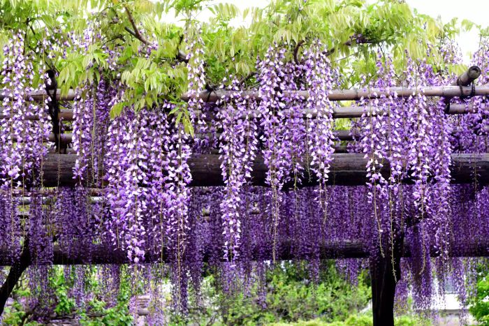 wisteria-flower-GettyImages-1009816986