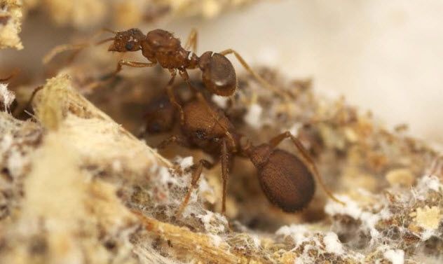 7-parasitic-ant-speciation