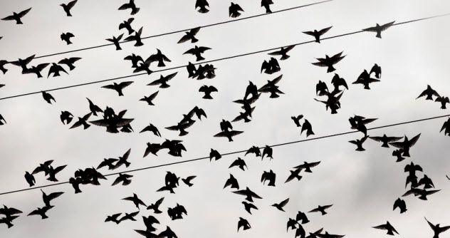 10b - Crows