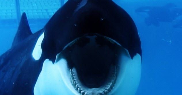 9a-seaworld-Tillikum-orca