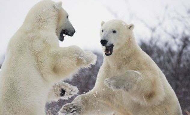 3-polar-bears-manitoba