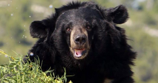 9 - Black Bear in Siberia