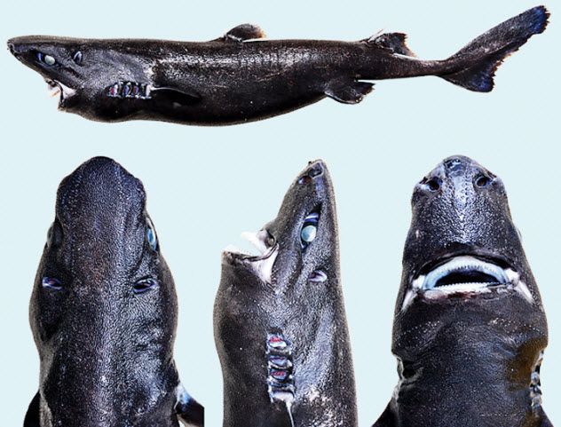 5-ninja-lanternshark