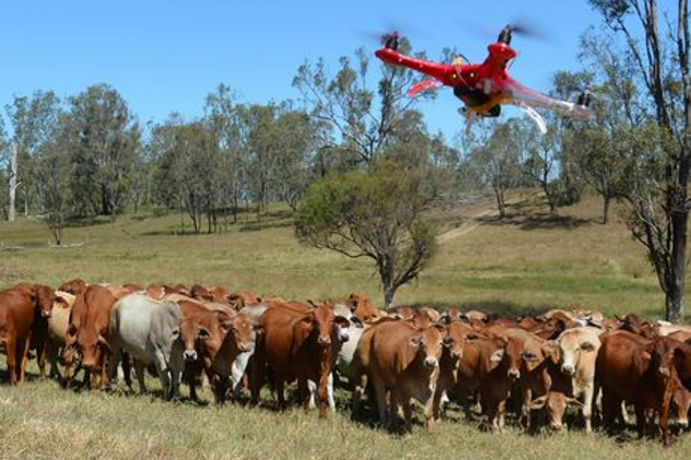 Drone-Assisted Cattle Herding