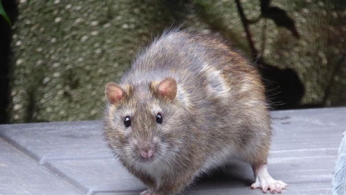 A close-up view of a large brown rat.