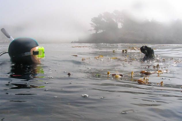 7- Underwater Cypress Forest