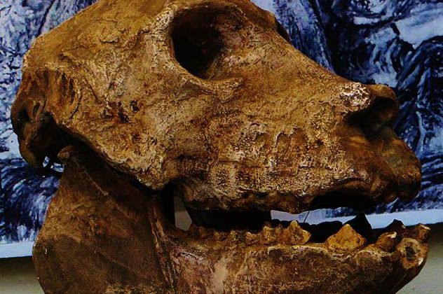 8- Archaeoindris