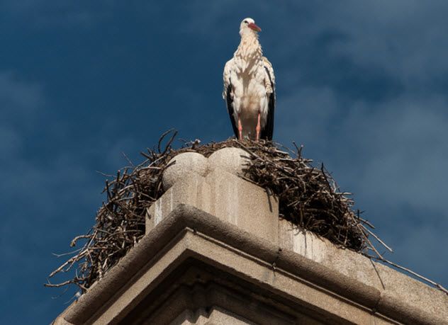 1-stork-nest-on-building_82432345_SMALL