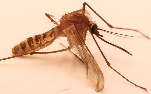 7-london-underground-mosquito