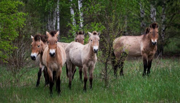3-animal-sanctuary-chernobyl
