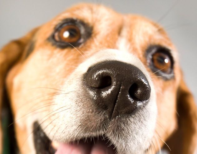5-wet-nose_25111196_SMALL