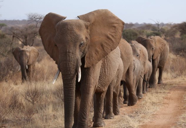 9a-african-elephants_000027279549_Small