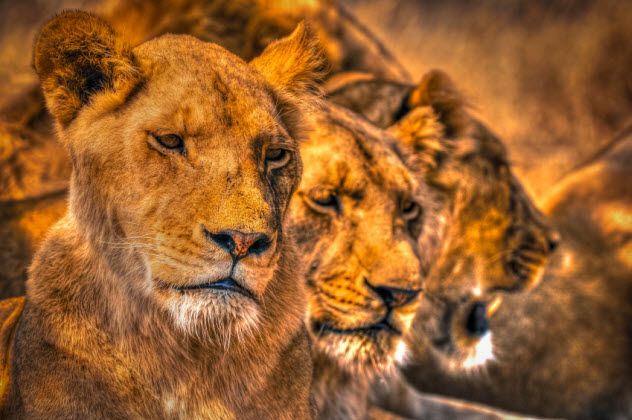5a-lions_000034034746_Small